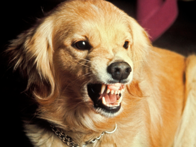 ΕΠΙΘΕΤΙΚΟΤΗΤΑ ΣΚΥΛΟΥ DOGGER.GR