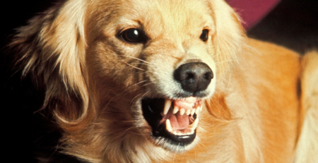 ΕΠΙΘΕΤΙΚΟΤΗΤΑ ΣΚΥΛΟΥ DOGGER.GR