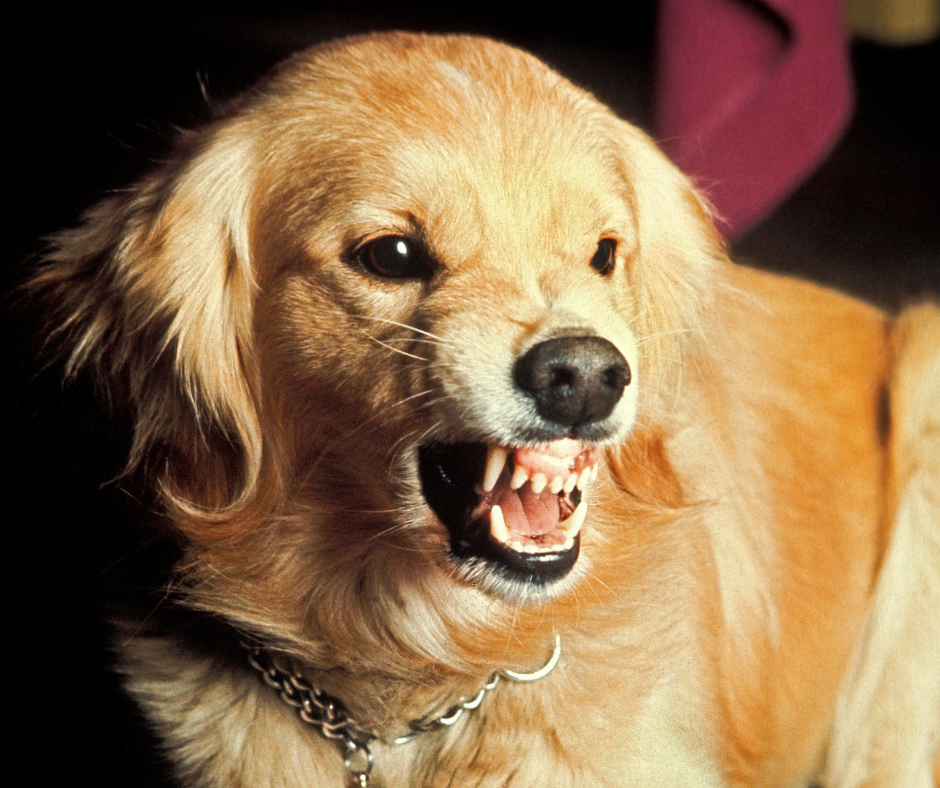ΕΠΙΘΕΤΙΚΟΤΗΤΑ ΣΚΥΛΟΥ DOGGER.GR
