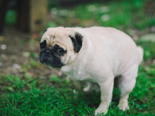 ΔΥΣΚΟΙΛΙΟΤΗΤΑ ΣΚΥΛΟΥ ΔΙΑΡΡΟΙΑ ΚΟΠΡΑΝΑ ΚΑΙ ΔΙΑΤΡΟΦΗ DOGGER.GR