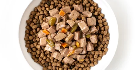 ΠΟΙΑ ΕΙΝΑΙ ΚΑΛΥΤΕΡΗ ΤΡΟΦΗ ΣΚΥΛΟΥ ΞΗΡΑ ΥΓΡΗ DOGGER.GR