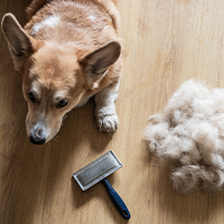 Τριχόπτωση