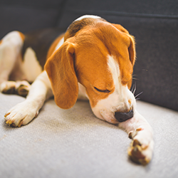 Αλλεργίες/ Δερματικά