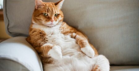 ΙΔΑΝΙΚΕΣ ΤΡΟΦΕΣ ΓΙΑ ΠΑΧΥΣΑΡΚΕΣ ΓΑΤΕΣ ΜΕ ΧΑΜΗΛΗ ΔΡΑΣΤΗΡΙΟΤΗΤΑ DOGGER.GR