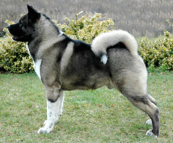 ΠΡΟΦΙΛ ΣΚΥΛΟΣ ΑΚΙΤΑ DOGGER.GR