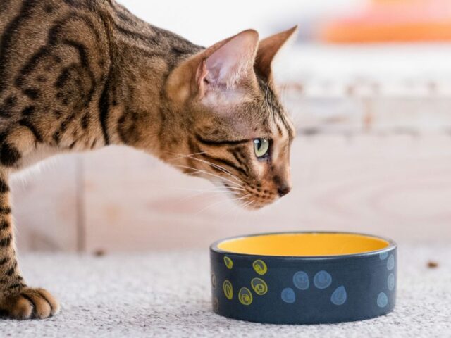 ΤΙ ΣΥΜΒΑΙΝΕΙ ΟΤΑΝ ΤΑΙΖΕΤΕ ΤΗΝ ΓΑΤΑΣ ΣΑΣ ΜΕ ΤΡΟΦΕΣ ΓΕΜΑΤΕΣ ΥΔΑΤΑΝΘΡΑΚΕΣ DOGGER.GR