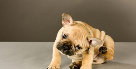 ΑΤΟΠΙΚΗ ΔΕΡΜΑΤΙΤΙΔΑ ΣΚΥΛΟΥ ΠΡΟΛΗΨΗ ΘΕΡΑΠΕΙΑ ΟΡΙΣΤΙΚΗ ΑΝΤΙΜΕΤΩΠΙΣΗ DOGGER.GR