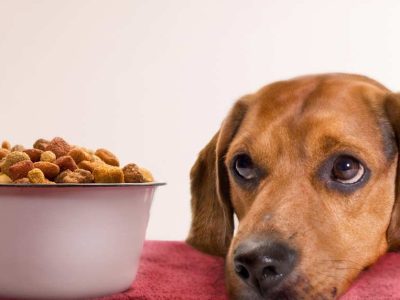 ΠΩΣ Η ΕΞΩΘΗΣΗ ΕΠΗΡΕΑΖΕΙ ΤΑ ΦΡΕΣΚΑ ΘΡΕΠΤΙΚΑ ΣΥΣΤΑΤΙΚΑ ΣΤΙΣ ΞΗΡΕΣ ΤΡΟΦΕΣ ΣΚΥΛΟΥ ΓΑΤΑΣ DOGGER.GR