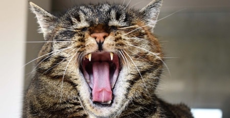 ΟΛΑ ΟΣΑ ΠΡΕΠΕΙ ΝΑ ΓΝΩΡΙΖΕΤΕ ΓΙΑ ΤΑ ΔΟΝΤΙΑ ΤΗΣ ΓΑΤΑΣ ΣΑΣ DOGGER.GR