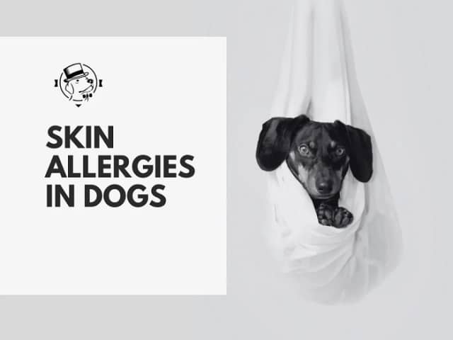 ΠΩΣ ΝΑ ΑΝΤΙΜΕΤΩΠΙΣΕΤΕ ΤΙΣ ΔΕΡΜΑΤΙΚΕΣ ΑΛΛΕΡΓΙΕΣ ΤΟΥ ΣΚΥΛΟΥ ΣΑΣ ΜΕ ΠΡΟΙΟΝΤΑ ΠΕΡΙΠΟΙΗΣΗΣ TOP DOG DOGGER.GR