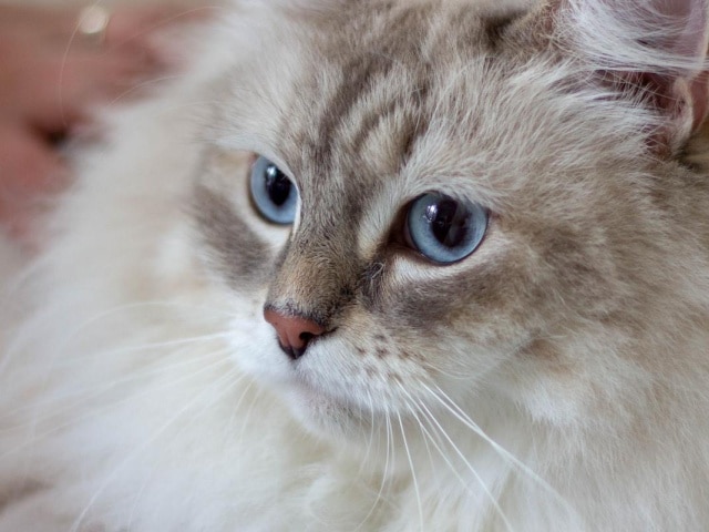 ΝΕΦΡΙΚΗ ΑΝΕΠΑΡΚΕΙΑ ΣΕ ΓΑΤΕΣ DOGGER.GR